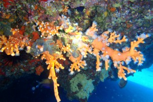 LANZAROTE - PUERTO DEL CARMEN - WAIKIKI - Las Palmas Puerto del Carmen Spain foto 3