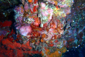 LANZAROTE - PUERTO DEL CARMEN - WAIKIKI - Las Palmas Puerto del Carmen Spain foto 6