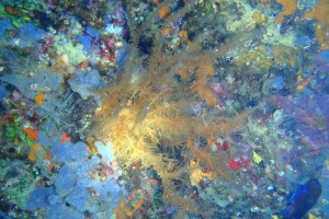 LANZAROTE - PUERTO DEL CARMEN - WAIKIKI - Las Palmas Puerto del Carmen Spain foto 9