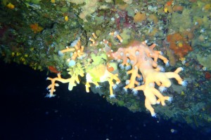 LANZAROTE - PUERTO DEL CARMEN - WAIKIKI - Las Palmas Puerto del Carmen Spain foto 10