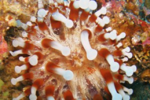 Lanzarote, Cueva de las Gambas - Las Palmas Puerto del Carmen Spain foto 9