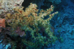 Lanzarote, Cueva de las Gambas - Las Palmas Puerto del Carmen Spain foto 3