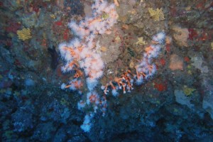 Lanzarote, Cueva de las Gambas - Las Palmas Puerto del Carmen Spain foto 4