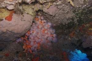 Lanzarote, Cueva de las Gambas - Las Palmas Puerto del Carmen Spain foto 7