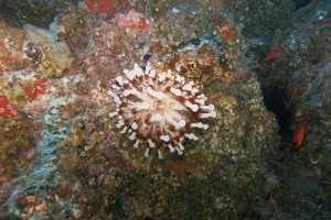 Lanzarote, Cueva de las Gambas - Las Palmas Puerto del Carmen Spain foto 8