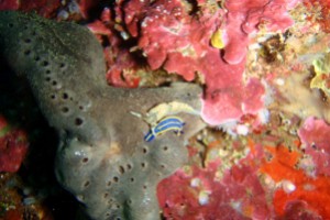 CANTABRICO, CASTRO URDIALES, CUEVA LUCERO - Cantabria Castro Urdiales Spain