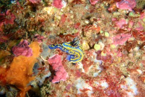 CANTABRICO, CASTRO URDIALES, CUEVA LUCERO - Cantabria Castro Urdiales Spain foto 2