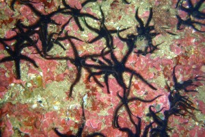 CANTABRICO, CASTRO URDIALES, CUEVA LUCERO - Cantabria Castro Urdiales Spain foto 4