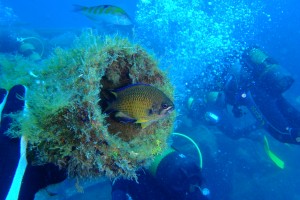 PECIOS DE PUERTO DEL CARMEN LANZAROTE - Las Palmas Puerto del Carmen Spain foto 8