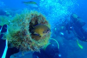 PECIOS DE PUERTO DEL CARMEN LANZAROTE - Las Palmas Puerto del Carmen Spain