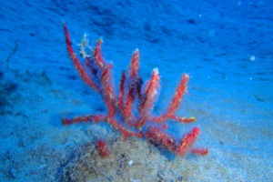 Lanzarote, Puerto del Carmen, El Anfiteatro - Las Palmas Puerto Calero Spain