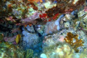 LANZAROTE, PUERTO DEL CARMEN, EL HONGO - Las Palmas Puerto del Carmen Spain