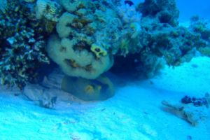 EGIPTO, MAR ROJO, RAS KATY -  sharm el-Sheij Egypt