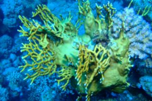 EGIPTO, MAR ROJO, JACKFISH ALLEY -  sharm el-Sheij Egypt