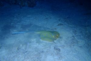 EGIPTO, MAR ROJO, ALTERNATIVES -  sham Egypt