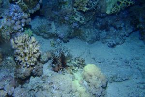 EGIPTO, MAR ROJO, ALTERNATIVES -  sham Egipto foto 1