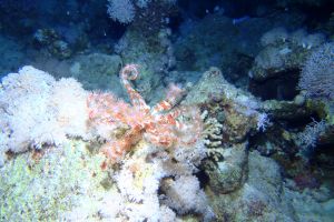 EGIPTO, MAR ROJO, ALTERNATIVES -  sham Egipto foto 3