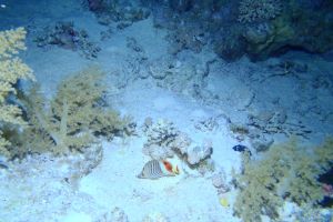 EGIPTO, MAR ROJO, ALTERNATIVES -  sham Egipto foto 4