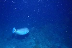 EGIPTO, MAR ROJO, ALTERNATIVES -  sham Egipto foto 5