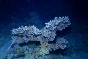 EGIPTO, MAR ROJO, ALTERNATIVES -  sham Egipto foto 7