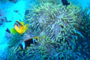 EGIPTO, MAR ROJO, SHARK REEF -  sharm el-Sheij Egypt