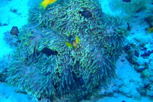 EGIPTO, MAR ROJO, SHARK REEF -  sharm el-Sheij Egypt foto 1