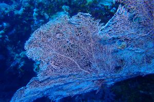 EGIPTO, MAR ROJO, SHARK REEF -  sharm el-Sheij Egypt foto 2