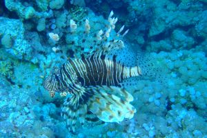 EGIPTO, MAR ROJO, FRASER -  sharm el-Sheij Egypt foto 3