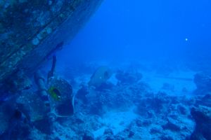 EGIPTO, MAR ROJO, FRASER -  sharm el-Sheij Egypt foto 5