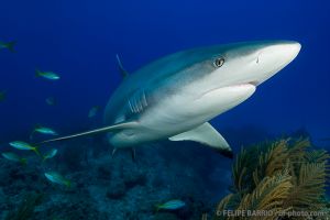 Tiburón gris | TIGER BEACH - GRAND BAHAMA - BAHAMAS -  Freeport Bahamas foto 8