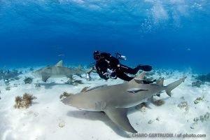 Tiburones limón | TIGER BEACH - GRAND BAHAMA - BAHAMAS -  Freeport Bahamas foto 9