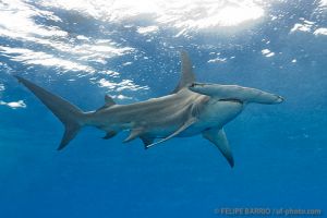 Tiburón martillo gigante | TIGER BEACH - GRAND BAHAMA - BAHAMAS -  Freeport Bahamas foto 12
