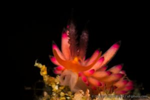 Aeolidacea | EL PINOY - ANILAO - FILIPINAS -  Anilao Filipinas foto 1