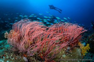 Corales látigo | NAMENA - VANUA LEVU - FIJI -  suva Fiji foto 1