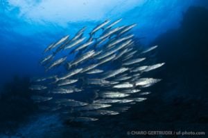 Barracudas | NAMENA - VANUA LEVU - FIJI -  suva Fiji foto 10
