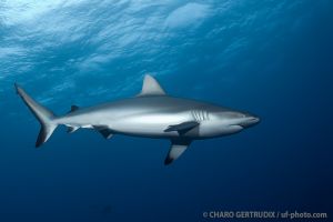 Tiburón gris | NAMENA - VANUA LEVU - FIJI -  suva Fiji foto 11