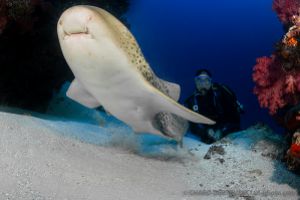 Tiburón leopardo | NAMENA - VANUA LEVU - FIJI -  suva Fiji foto 2