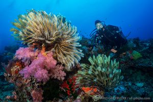 Crinoideos | NAMENA - VANUA LEVU - FIJI -  suva Fiji foto 3