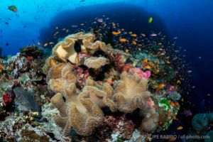 Anthias y coral blando | NAMENA - VANUA LEVU - FIJI -  suva Fiji foto 4