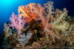 Coral blando - Alcionario | NAMENA - VANUA LEVU - FIJI -  suva Fiji foto 5