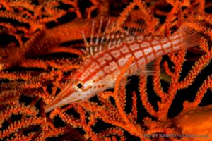 Pez halcón | NAMENA - VANUA LEVU - FIJI -  suva Fiji foto 6