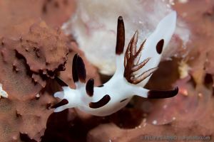 Nudibranquio | NAMENA - VANUA LEVU - FIJI -  suva Fiji foto 7