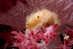 Cangrejo peludo | NAMENA - VANUA LEVU - FIJI -  suva Fiji foto 8