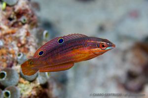 Lábrido | NAMENA - VANUA LEVU - FIJI -  suva Fiji foto 9