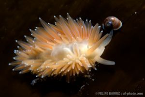 Nudibranqui | LIKHOLMEN - SPITSBERGEN - NORUEGA -  Longyearbyen Noruega foto 3