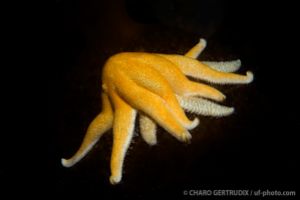 Estrella | LIKHOLMEN - SPITSBERGEN - NORUEGA -  Longyearbyen Noruega foto 5