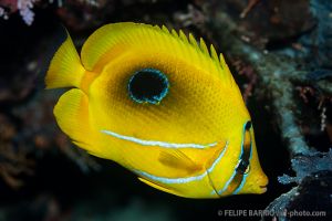 Pez mariposa ocelado | KEAST REEF, ALOTAU, PAPUA NUEVA GUINEA -  Alotau Papua Nueva Guinea foto 10
