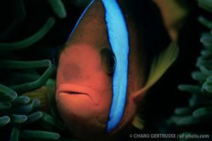 Pez payaso | ANEMONE CITY - FLINDERS REEF - TOWNVILLE - AUSTRALIA -  Townsville Australia foto 2