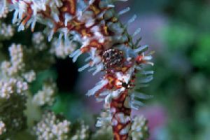 Pez pipa fantasma | ANEMONE CITY - FLINDERS REEF - TOWNVILLE - AUSTRALIA -  Townsville Australia foto 3