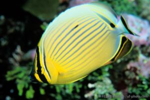 Pez mariposa | ANEMONE CITY - FLINDERS REEF - TOWNVILLE - AUSTRALIA -  Townsville Australia foto 5